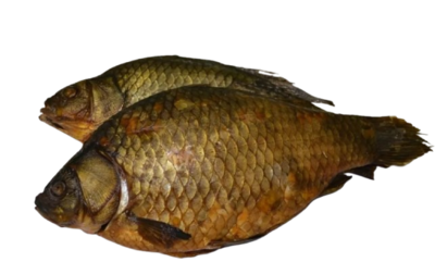 Сазан г/к - фото 22169