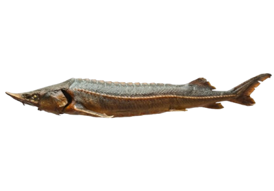 Осетр г/к - фото 36225