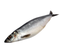 Сельдь соленая весовая